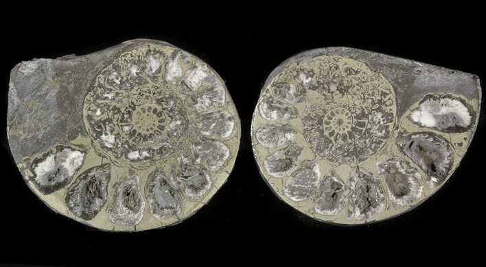 Pyritized Ammonite Fossil Pair #48051